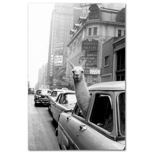 Funny Canvas Painting Alpaca Llama in a New York City Taxi Animal Prints