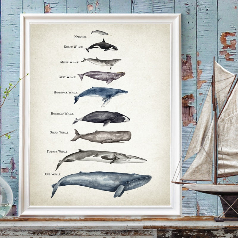 Whales Size Comparison Chart Print