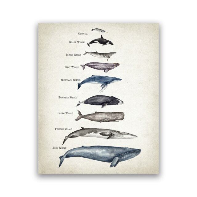 Whales Size Comparison Chart Print
