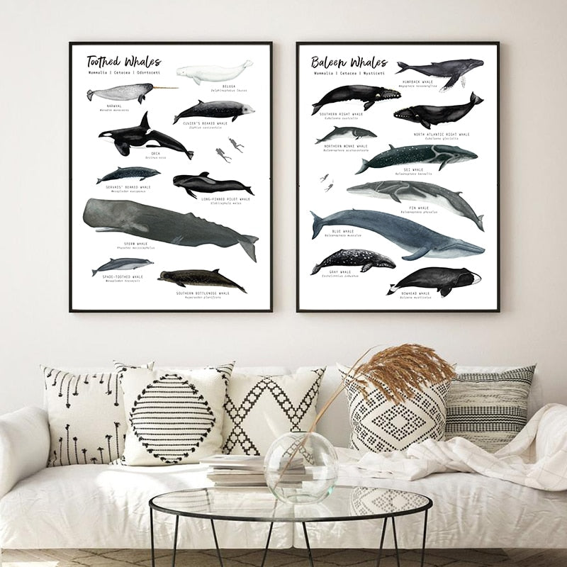 Whales of the World Species Canvas Painting