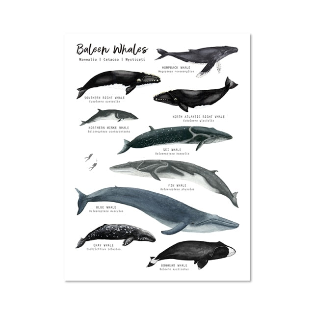 Whales of the World Species Canvas Painting
